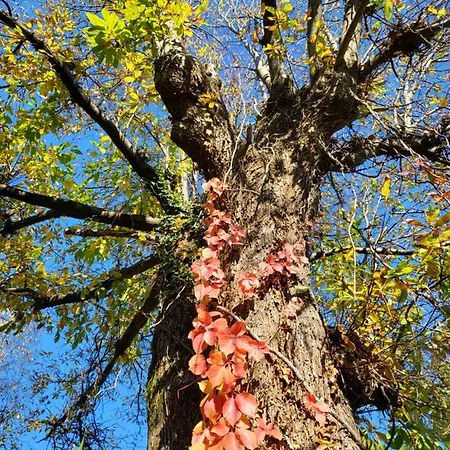 Bella Vista Maggiore Einzigartiger Blick 365 Tagen 希法